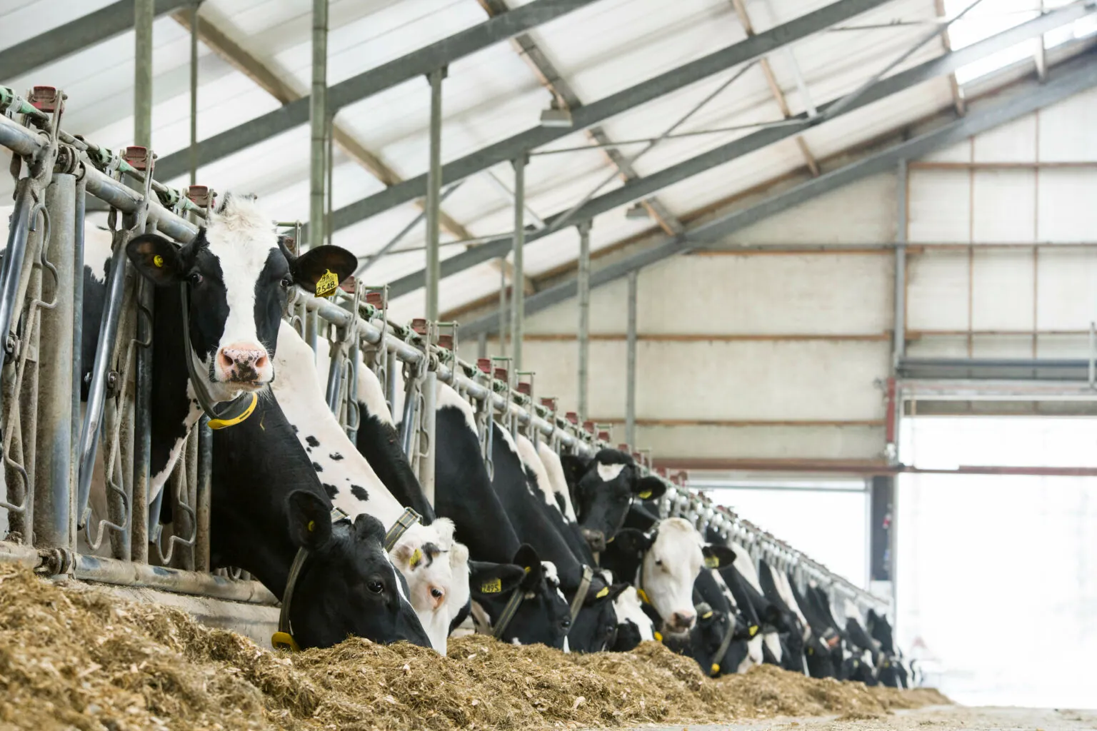 Holstein dairy cows feeding at the barrier