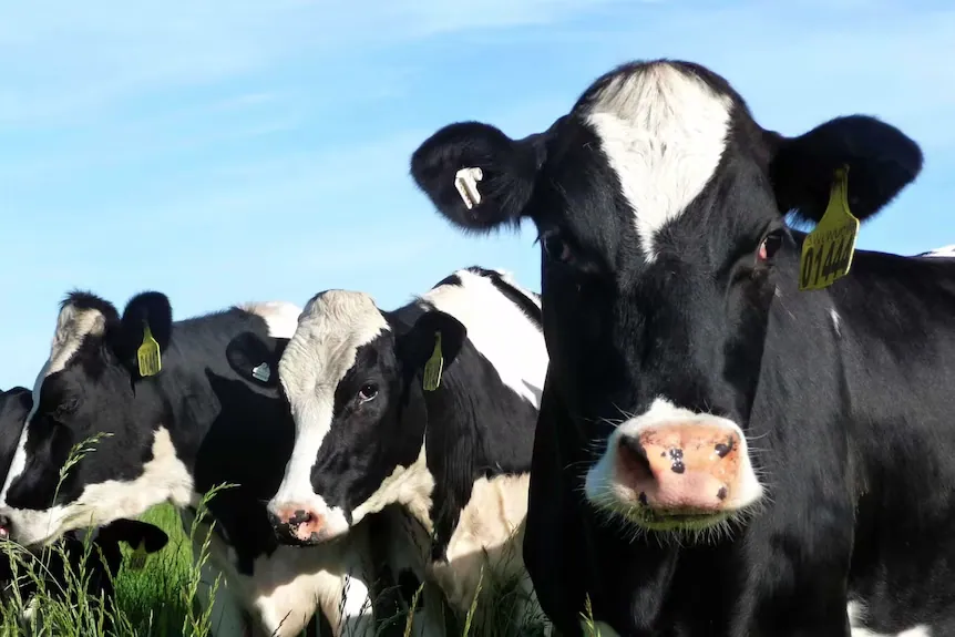 Holstein dairy cows in pasture