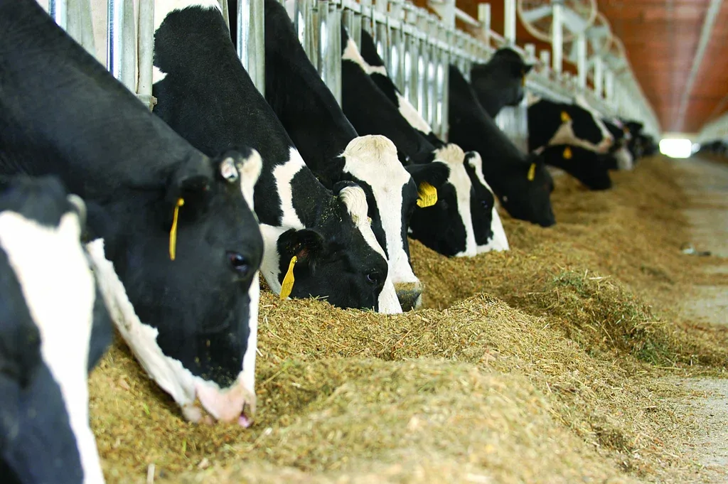 Feed ingredients in the trough