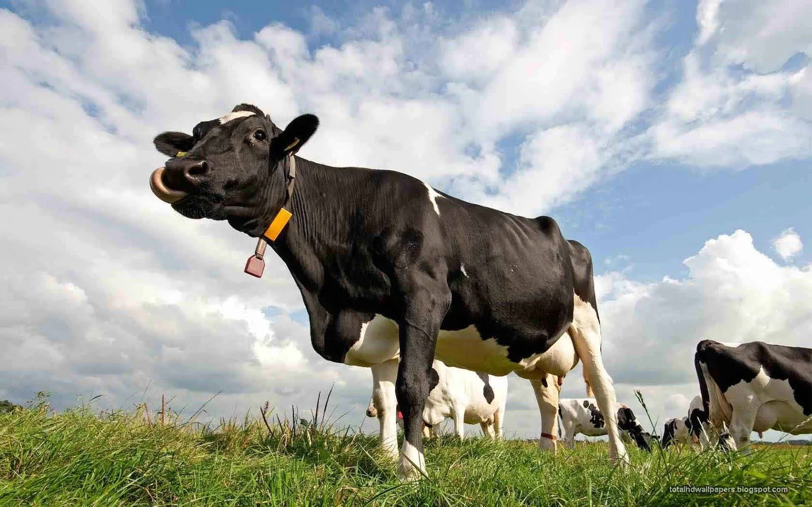 Holstein cow in pasture