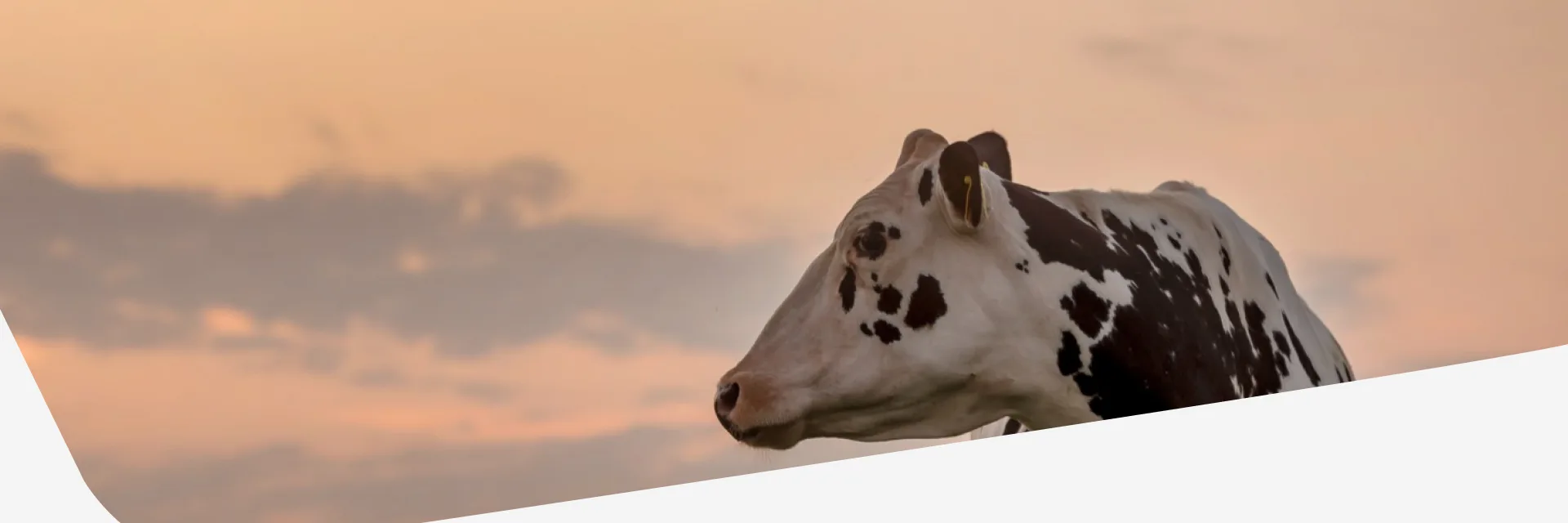 Cattle at sunset