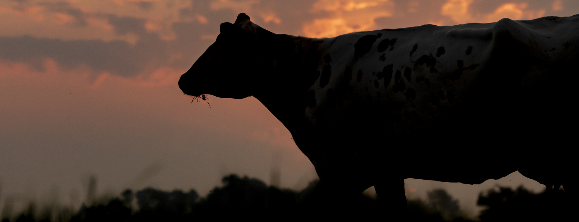Cow silhouette at sunset