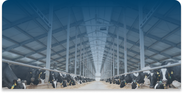 Modern Dairy Farming Excellence
