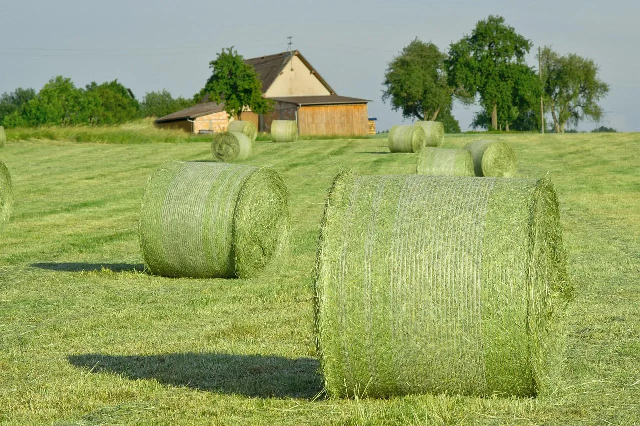 Baled silage in the field