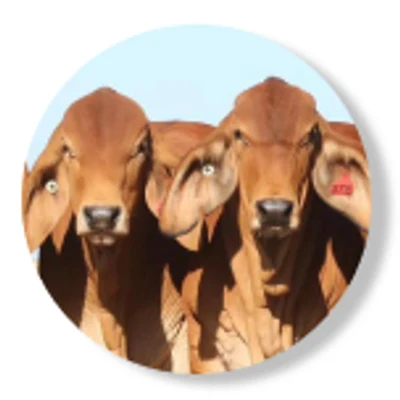 Beef