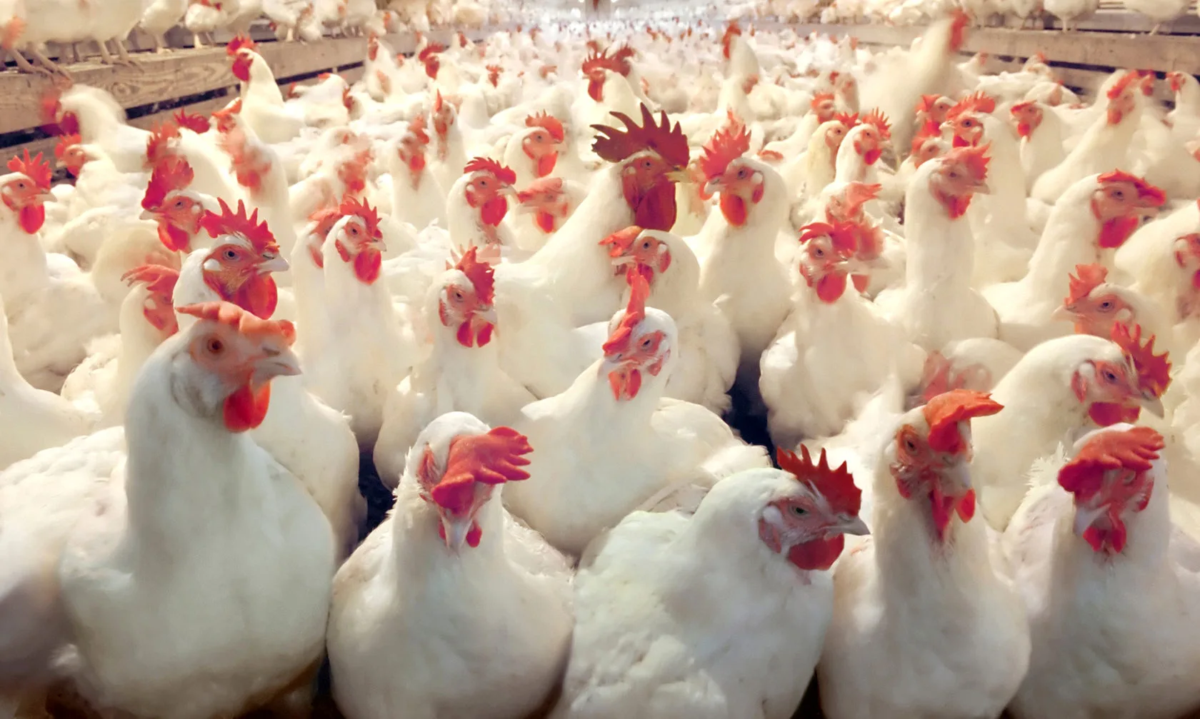 Broiler