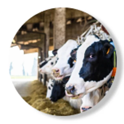 Dairy