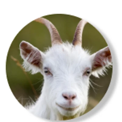 Goat