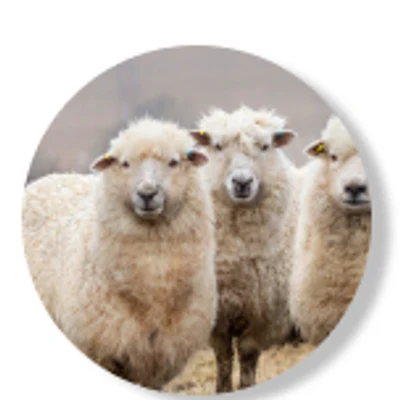 Sheep